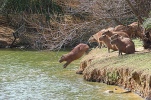 The Capybara - Hydrochoerus hydrochaeris (R.O.U.S.)